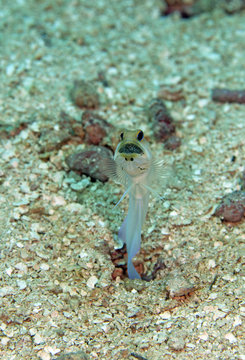 Yellowhead Jawfish