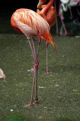 Pink flamingo standing in shallow water