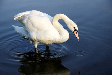 White swan