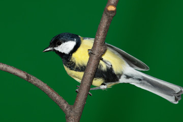 Great Tit, Parus major