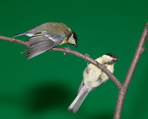 Great Tit, Parus major