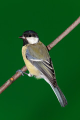 Great Tit, Parus major
