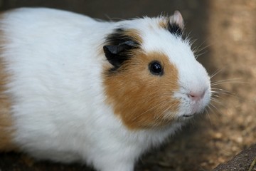 Fototapeta premium Guinea Pig