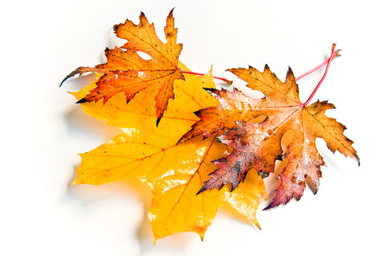 Three wet autumn leaves in yellow and brown