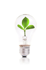 eco concept: lightbulb with green plant inside