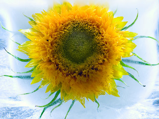 sunflower in ice