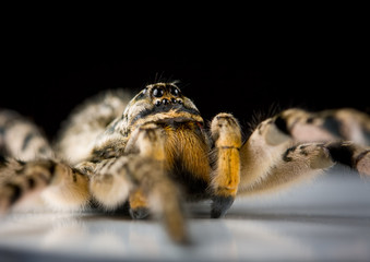 extreme macro of venomous spider