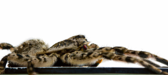 Huge venomous spider