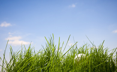 Tennis ball lost in grass