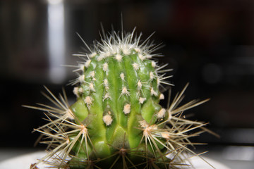 Cactus