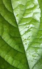 Green leave