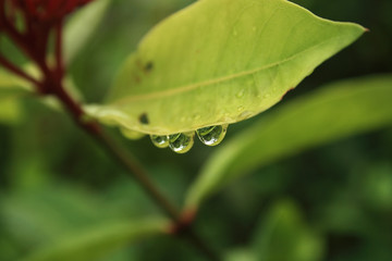 Water drops