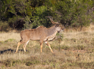 Kudu Bull