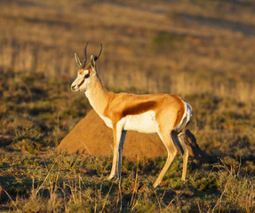 Springbok Ram
