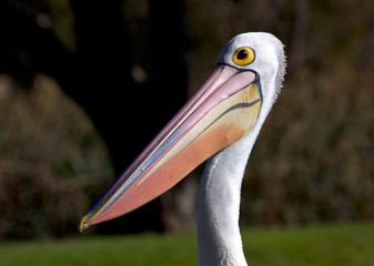 Australian Pelican
