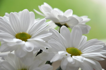 White Daisies