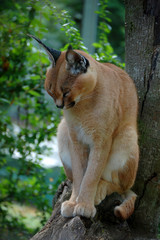 Caracal sleeping