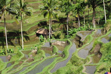 Bali rice fields, Indonesia © Curioso.Photography
