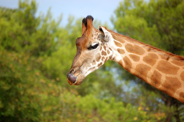 Jiraff's tongue