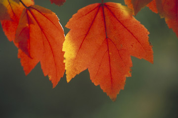 Obraz premium Herbstlich gefärbte Blätter