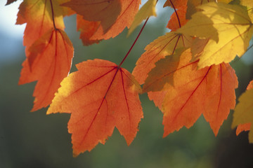 Herbstlich gefärbte Blätter