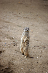 Meerkat full size