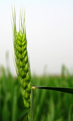 Green wheat field and sun © birdmanphoto
