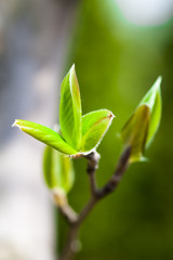 ナツツバキの新芽