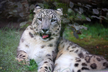 Obraz na płótnie Canvas Snow Leopard ziewanie