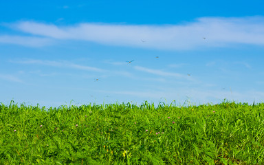 green meadow under the blue sky