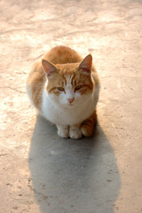 Red cat © birdmanphoto