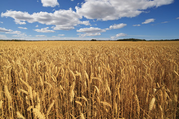 Field of ripe wheat.