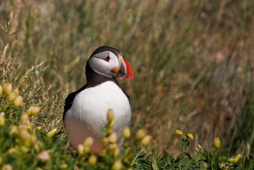 Puffin among the flowers