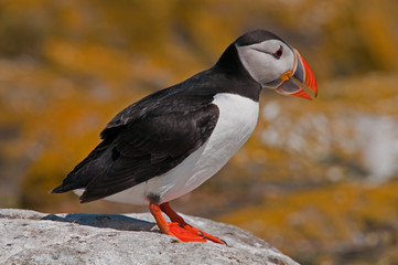 Portrait of a puffin