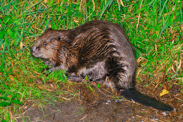 Biber bei nächtlicher Futtersuche.