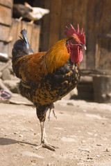 Balancing Rooster