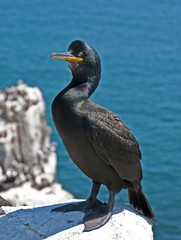 Portrait of a shag