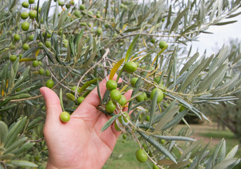 olive appena colte