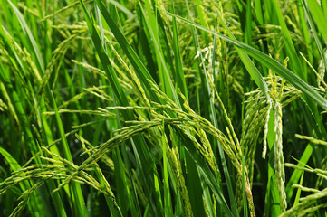 Fototapeta na wymiar Thai paddy rice