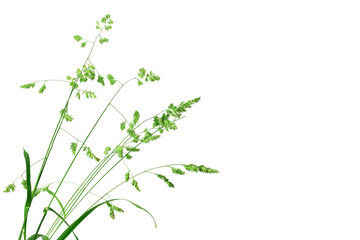 Obraz premium White background with single branch of green grass
