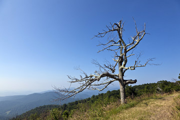 Obraz premium old tree in beautiful view of the popular Blue Ridge Mountain