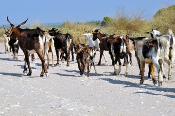 a flock of goats