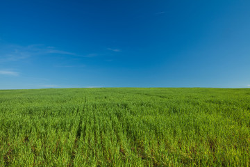 Green Grass and Blue Sky