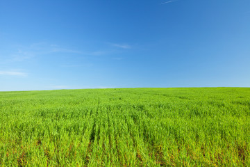 Fototapeta premium Green Grass and Blue Sky