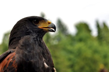 aigle isolé