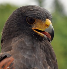 eagle