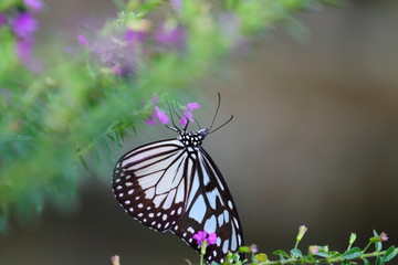 Beautiful Butterfly sitting on lavender plants