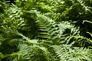 Beautiful fern in dense forest