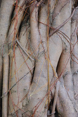 Close up for the trunk of banyan tree