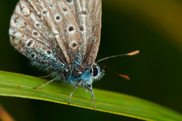 Amanda's Blue butterfly
